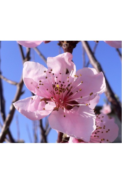 Персик червонолистий колоновидний Бургунди (пурпурний лист стільної форми)